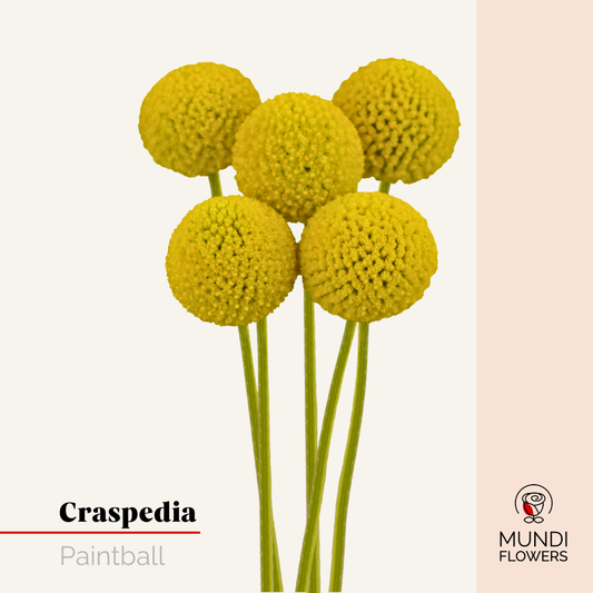 Craspedia Paintball