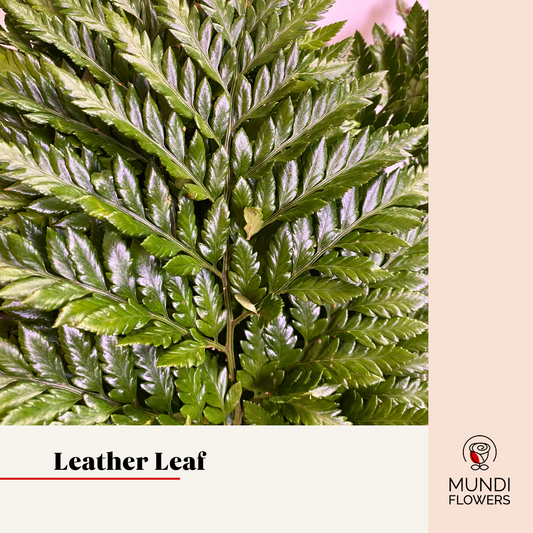 Leather Leaf Premium
