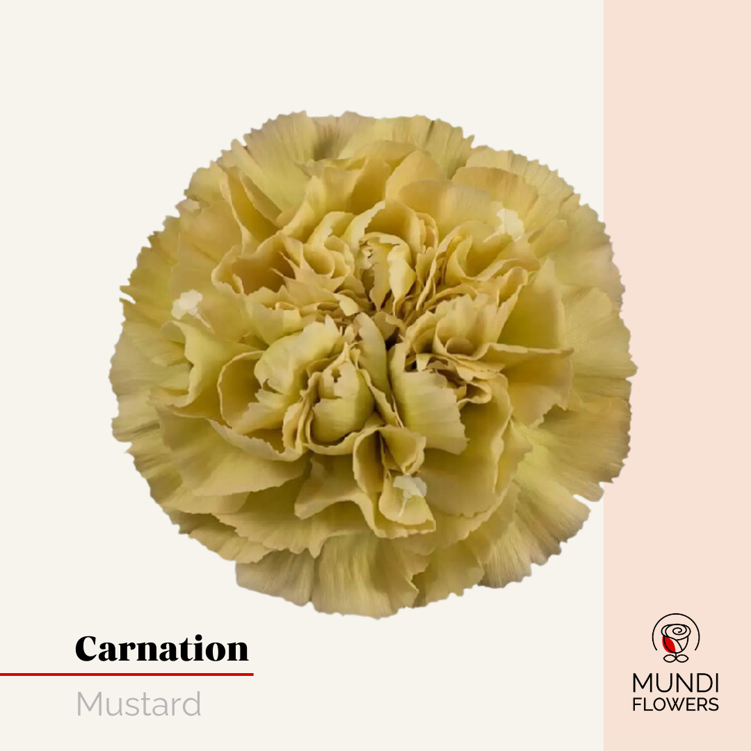 Carnations