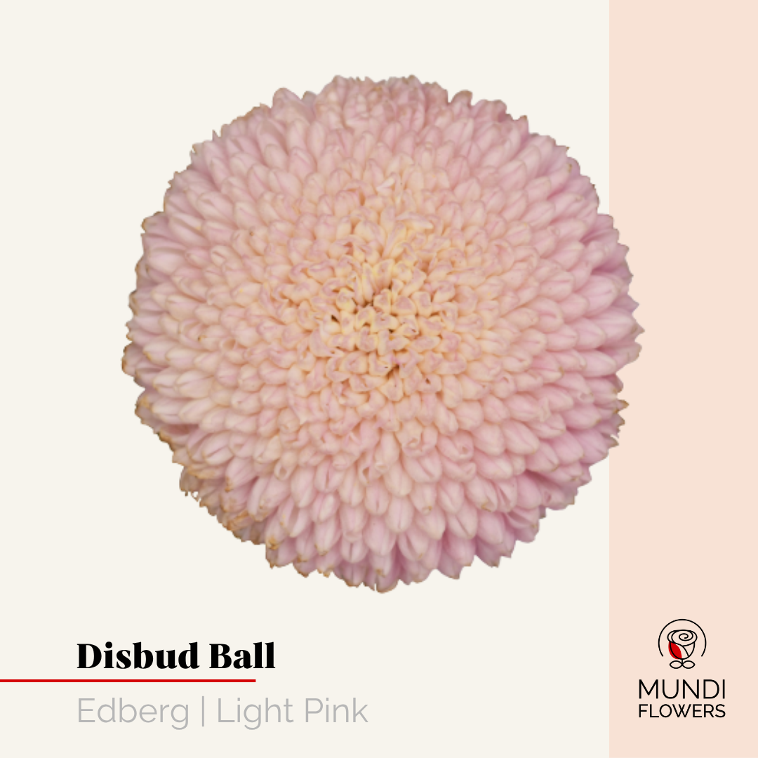 Disbud
