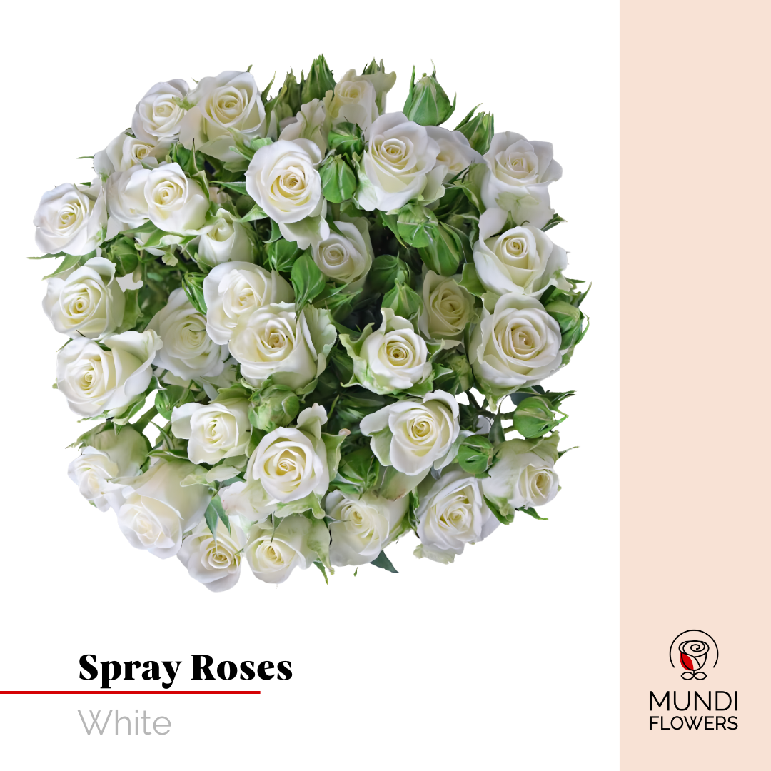 Spray Roses