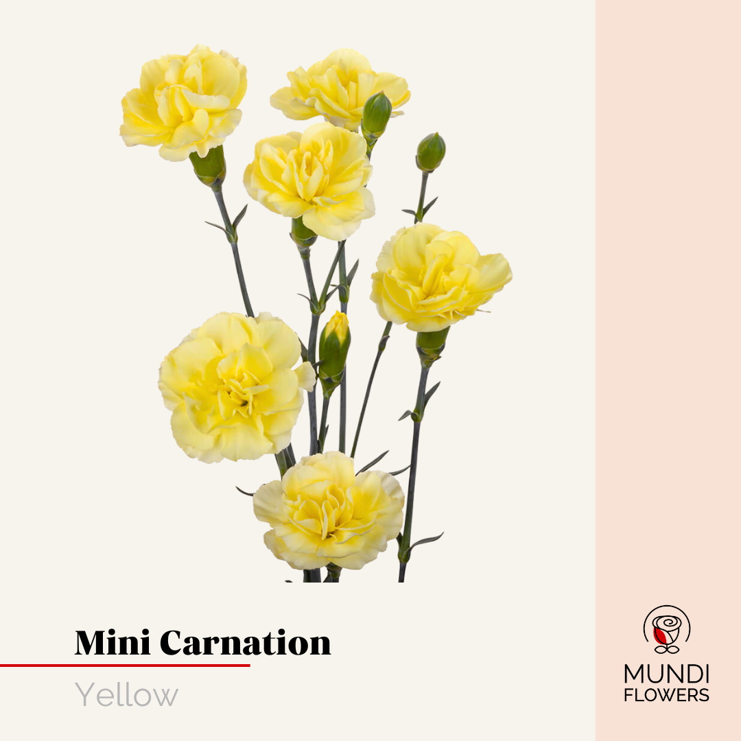 Minicarnations