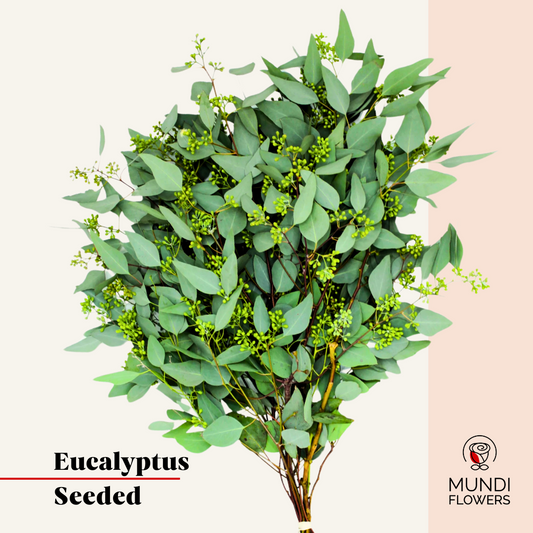 Eucalyptus Seeded