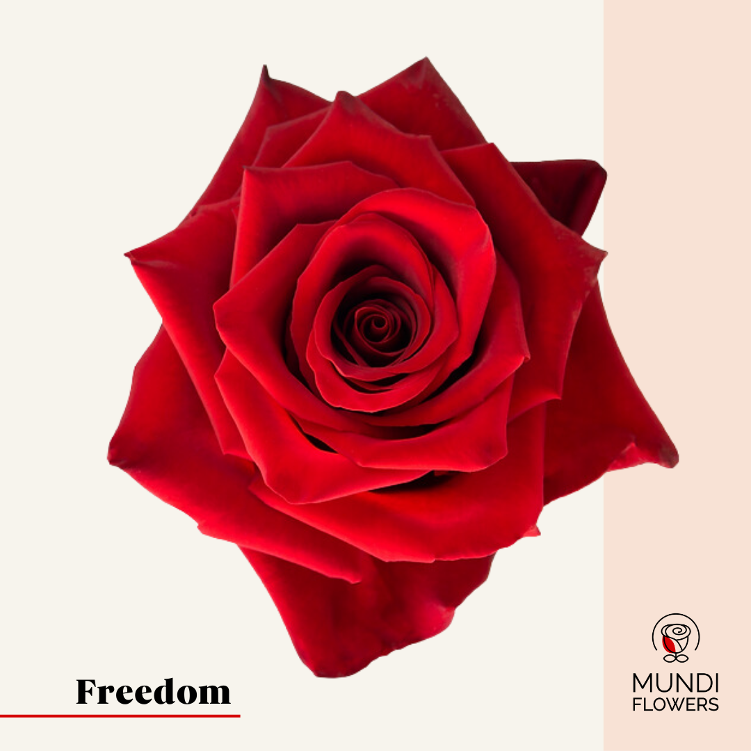 Freedom