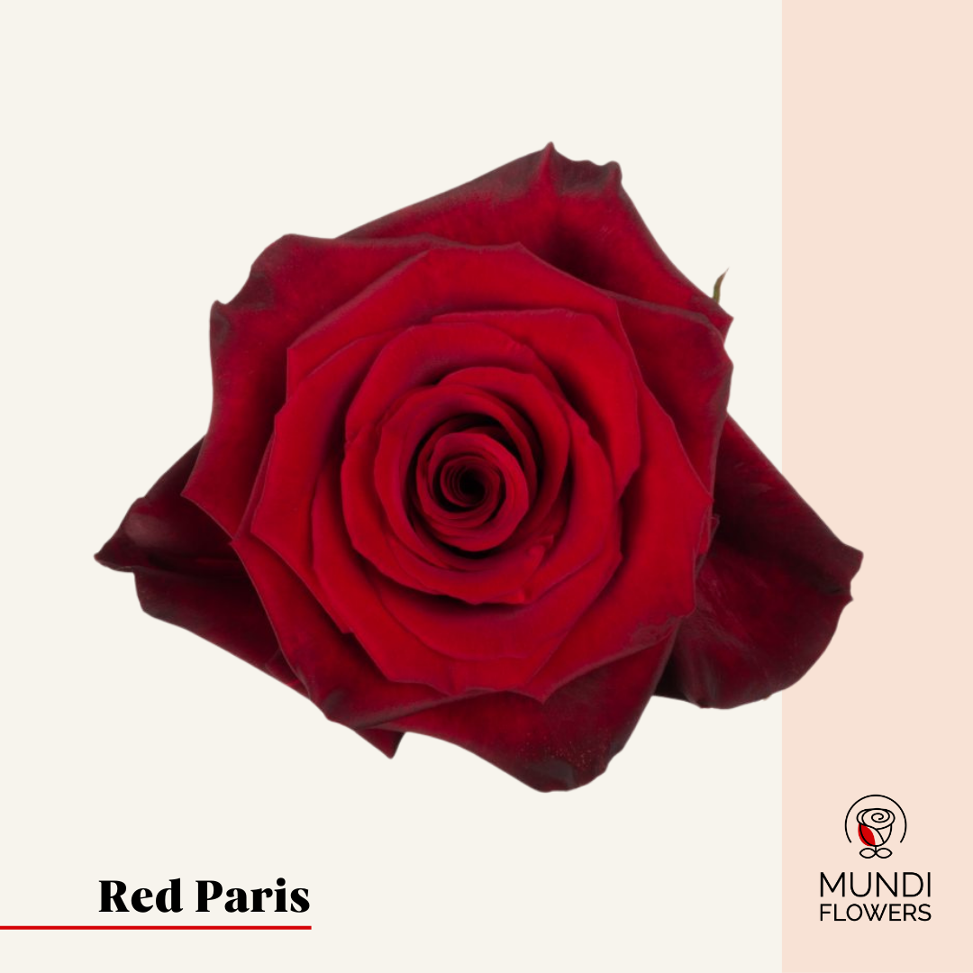 Red Paris