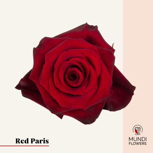 Red Paris
