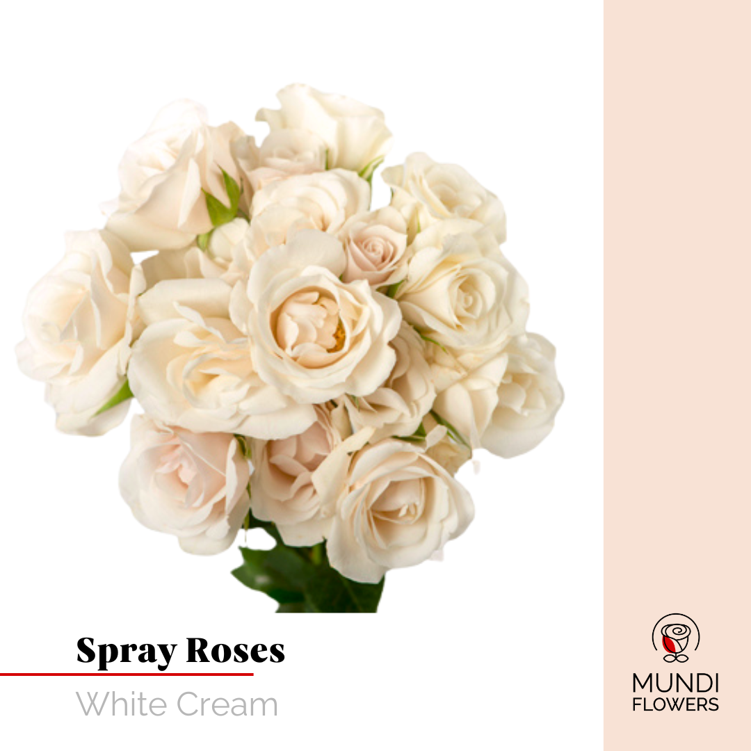 Spray Roses