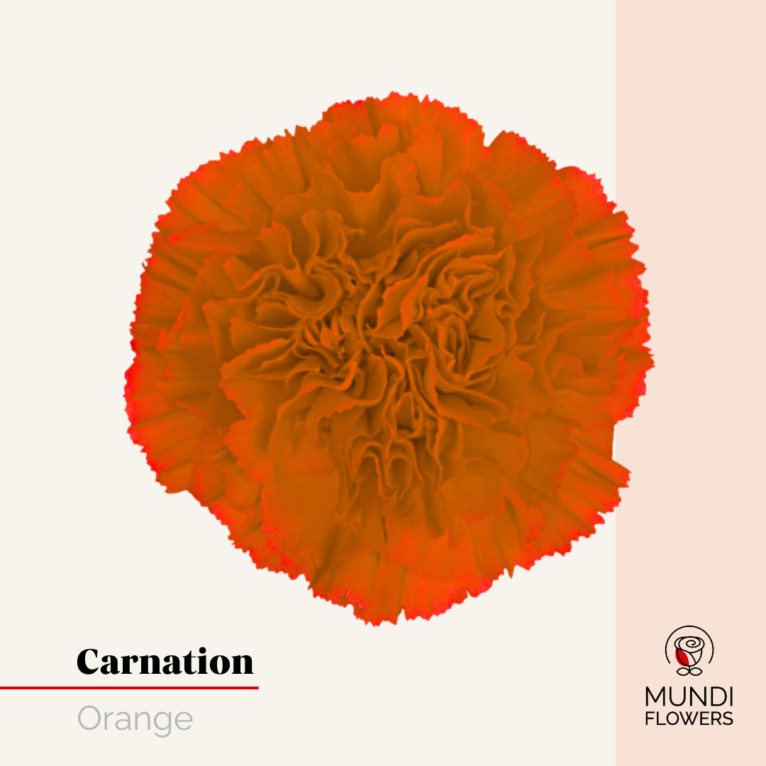 Carnations