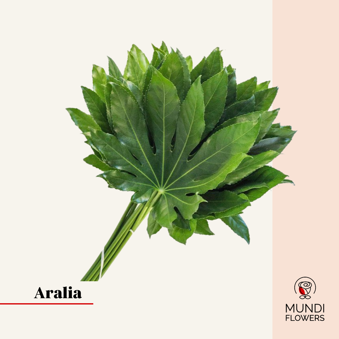 Aralia Large