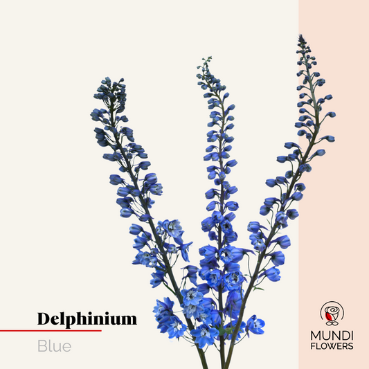 Delphinium
