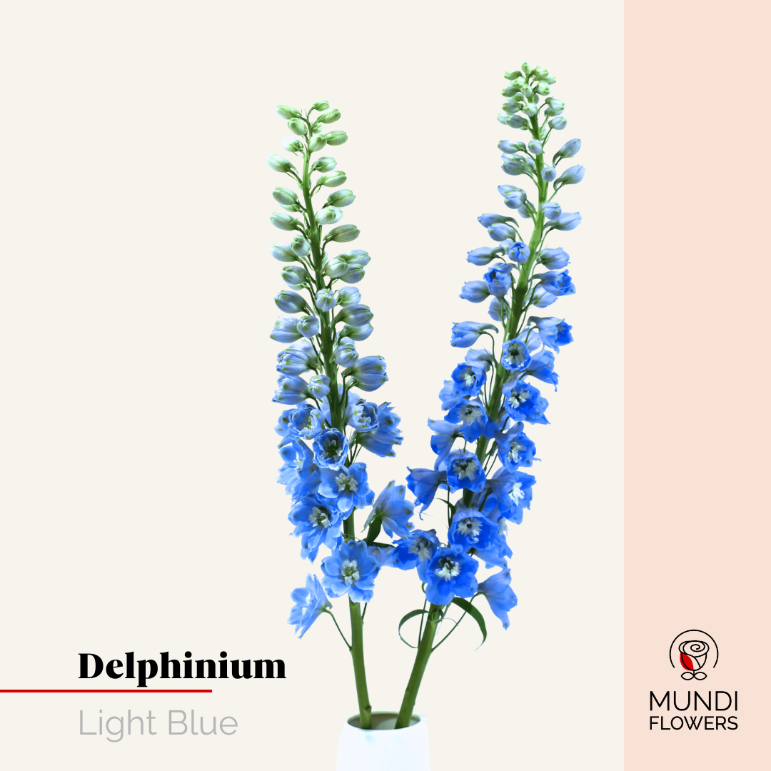 Delphinium