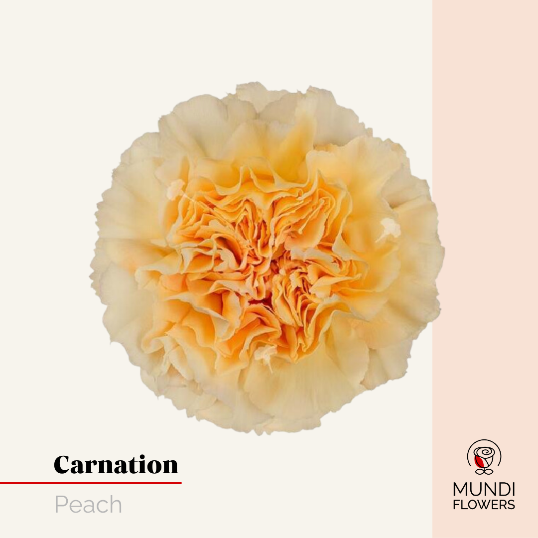 Carnations