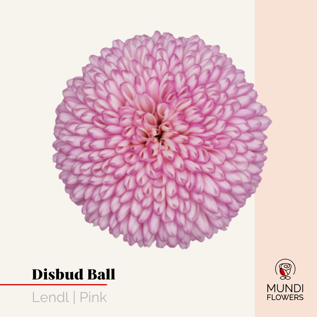 Disbud