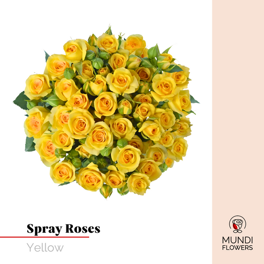Spray Roses