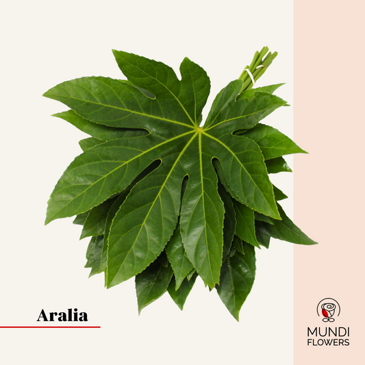 Aralia Medium