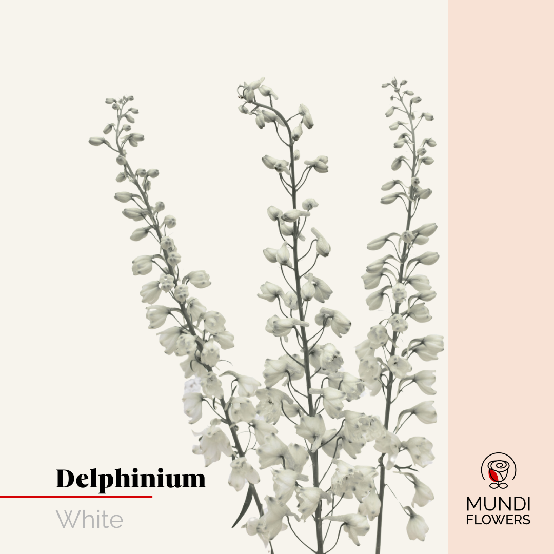 Delphinium
