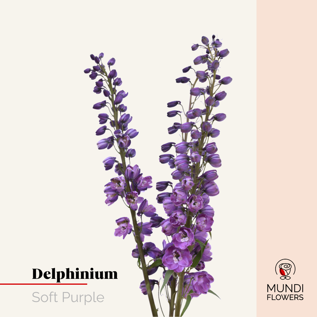 Delphinium