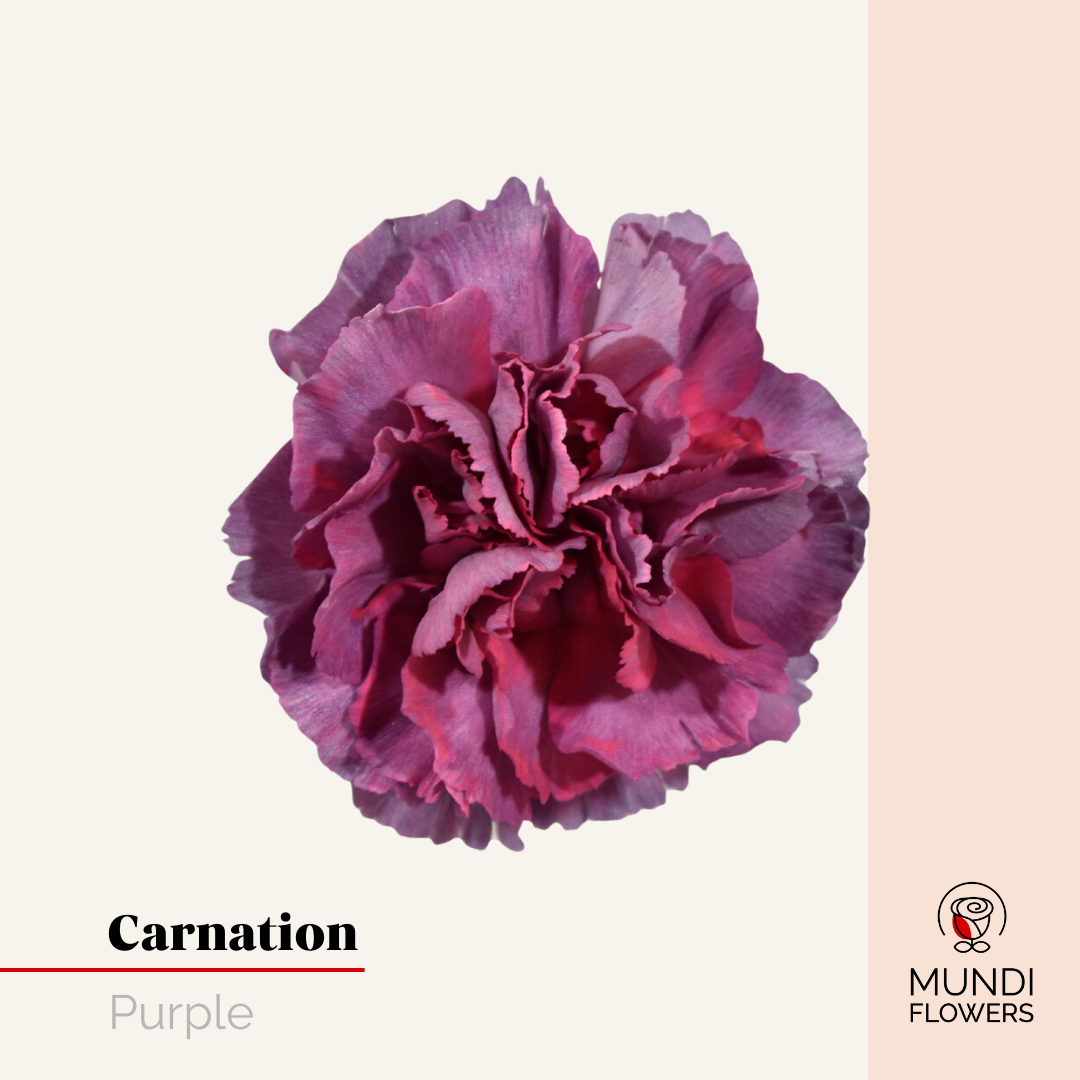Carnations