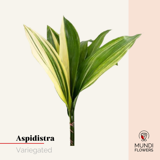 Aspidistra Variegated Large
