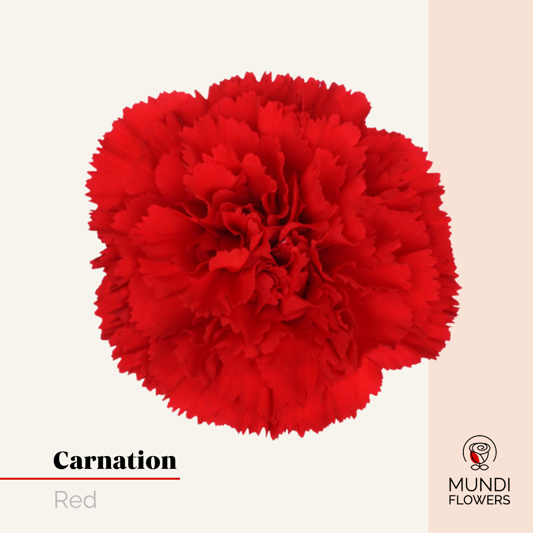 Carnations