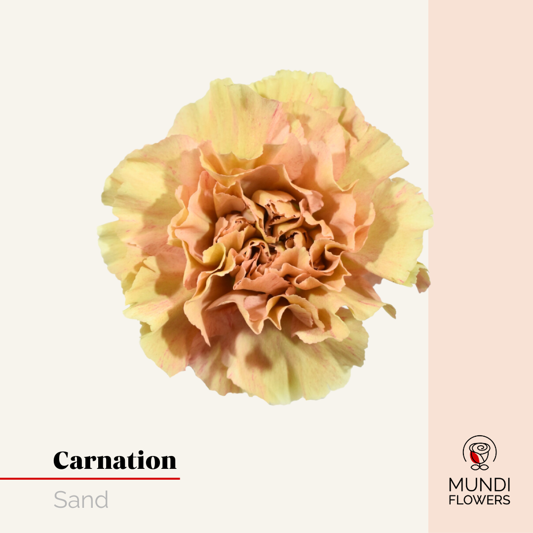 Carnations