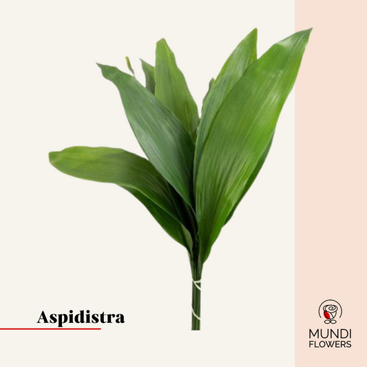 Aspidistra Large