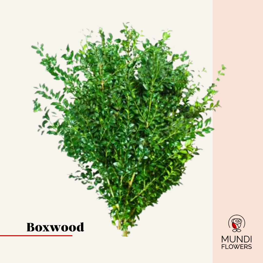 Boxwood