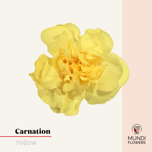 Carnations