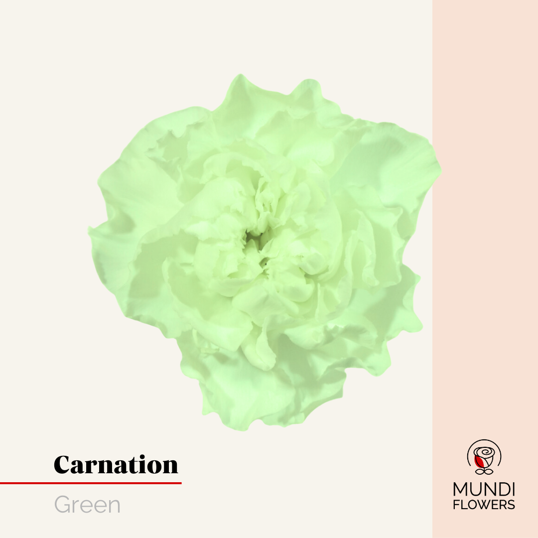 Carnations