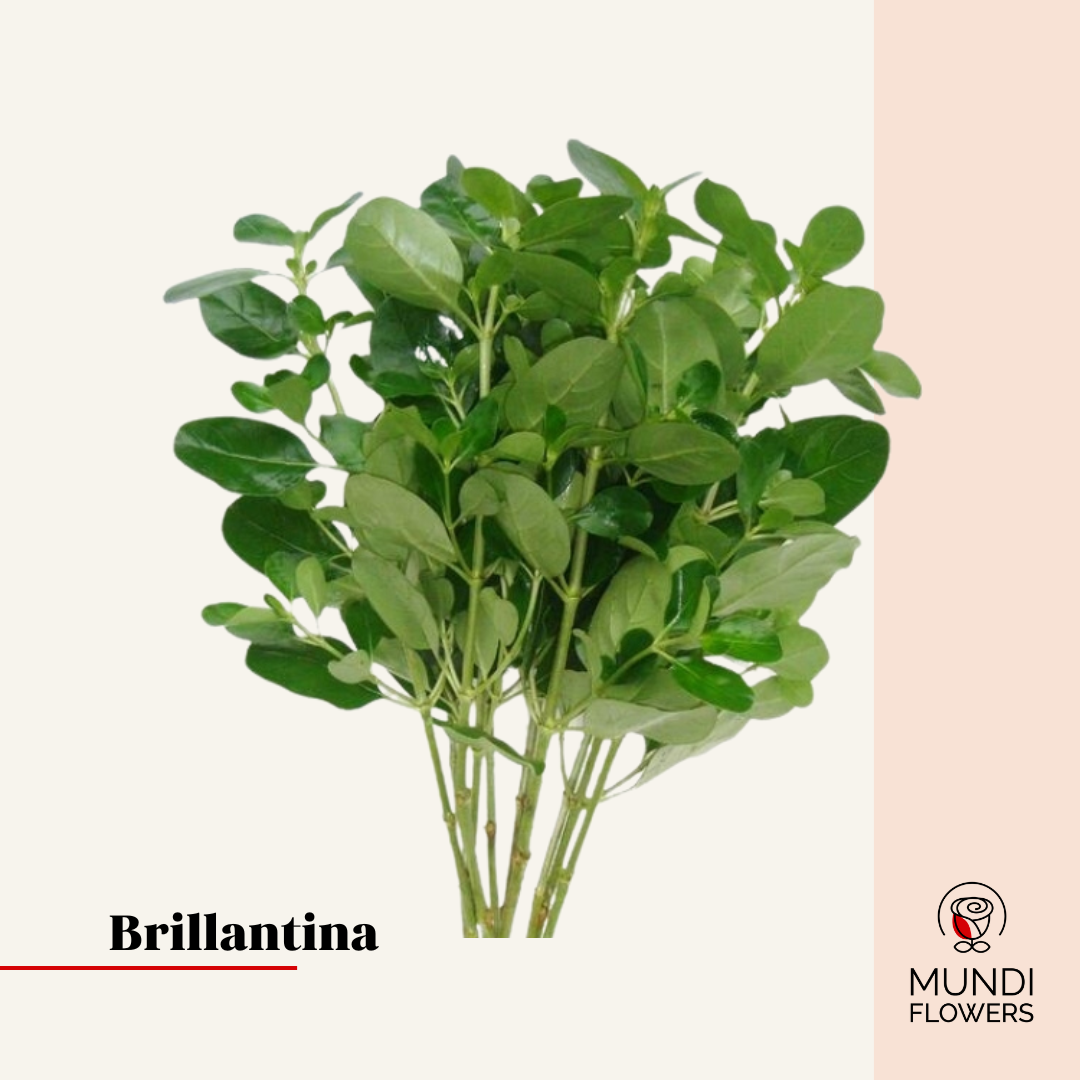 Brillantina