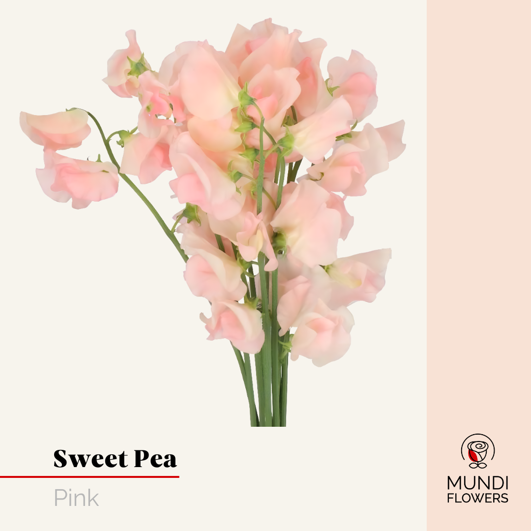 Sweet Pea