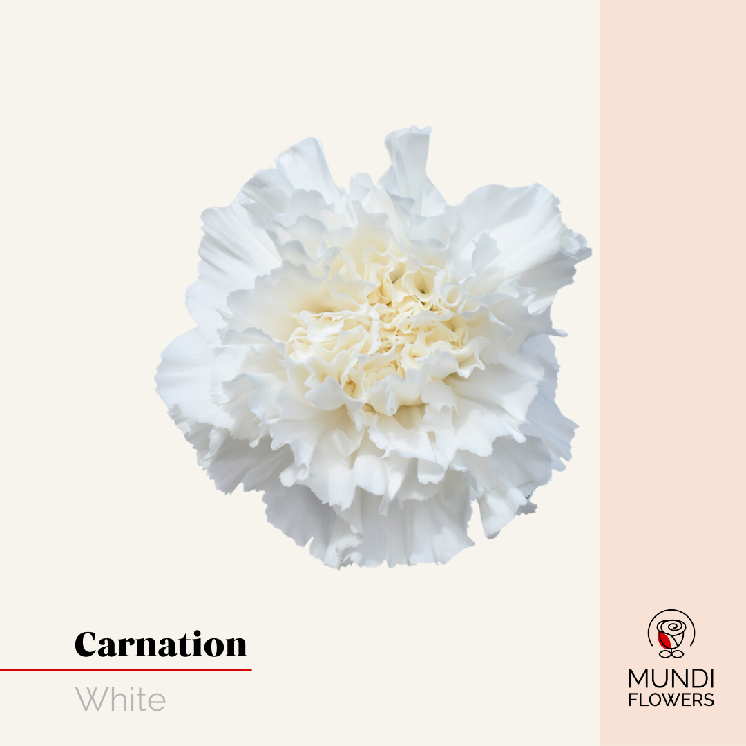Carnations
