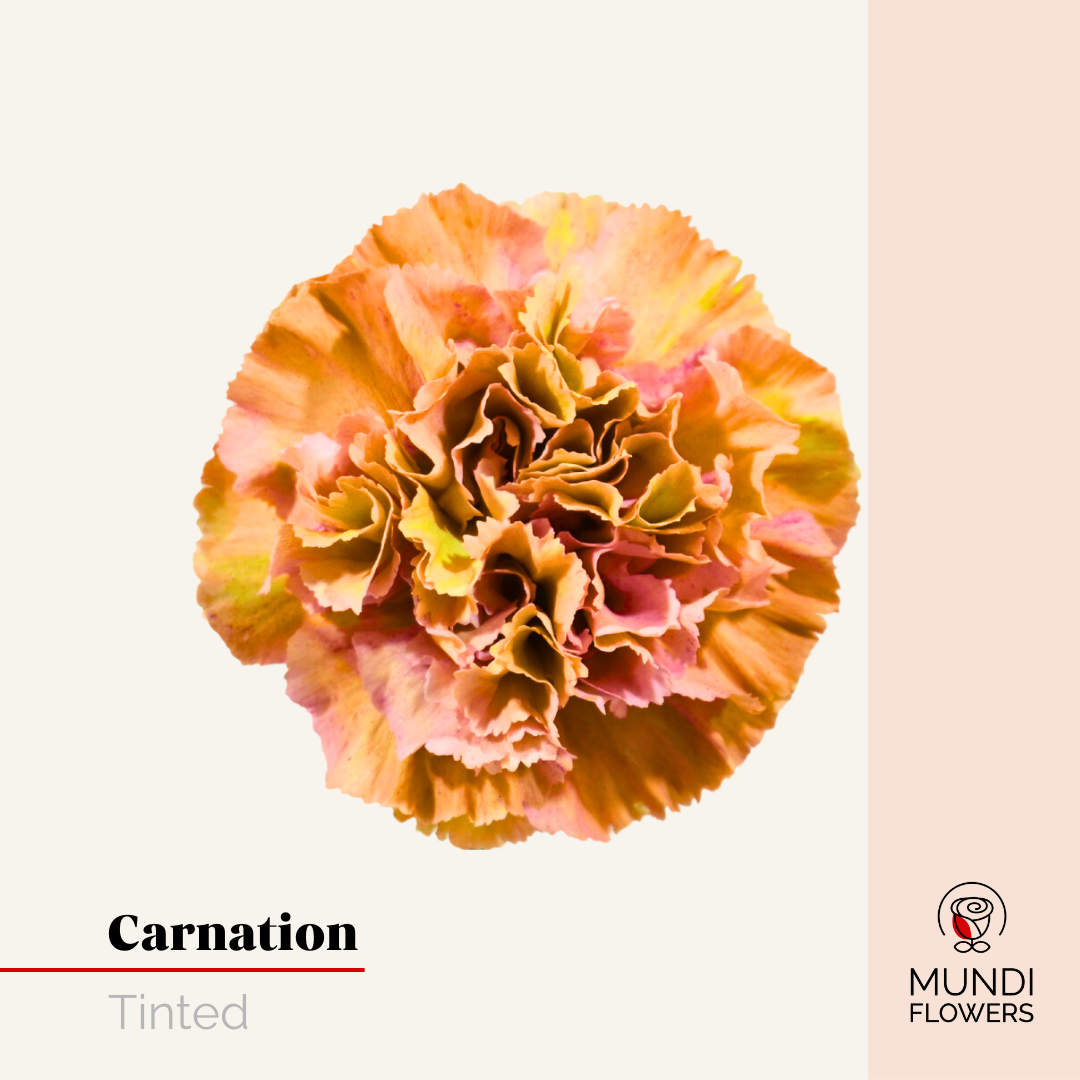 Carnations
