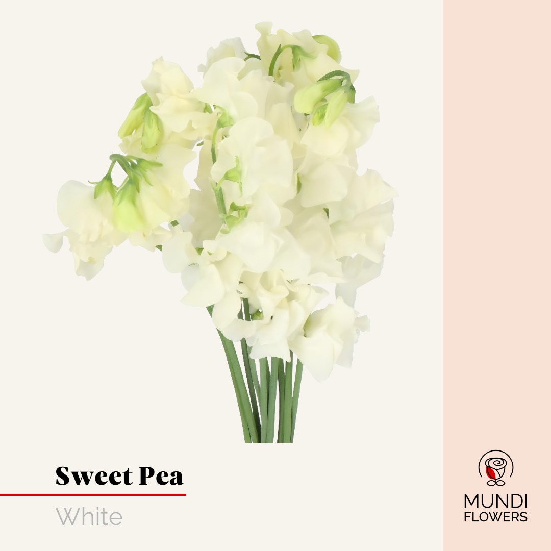 Sweet Pea