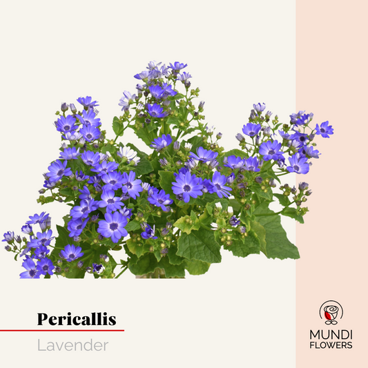 Pericallis