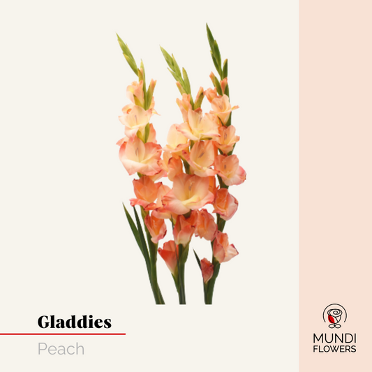 Gladiola