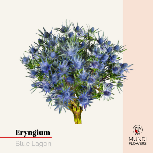 Eryngium