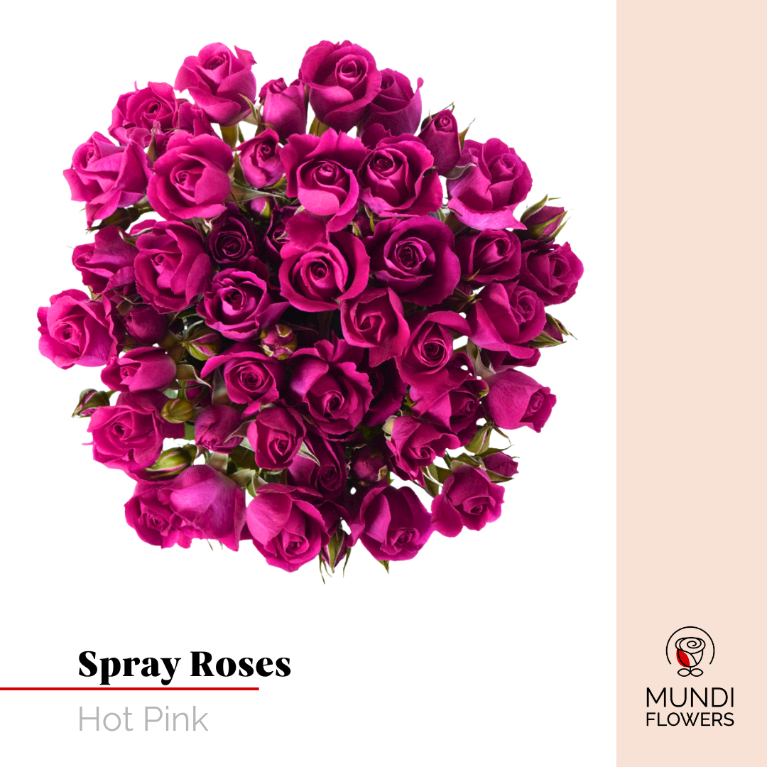 Spray Roses