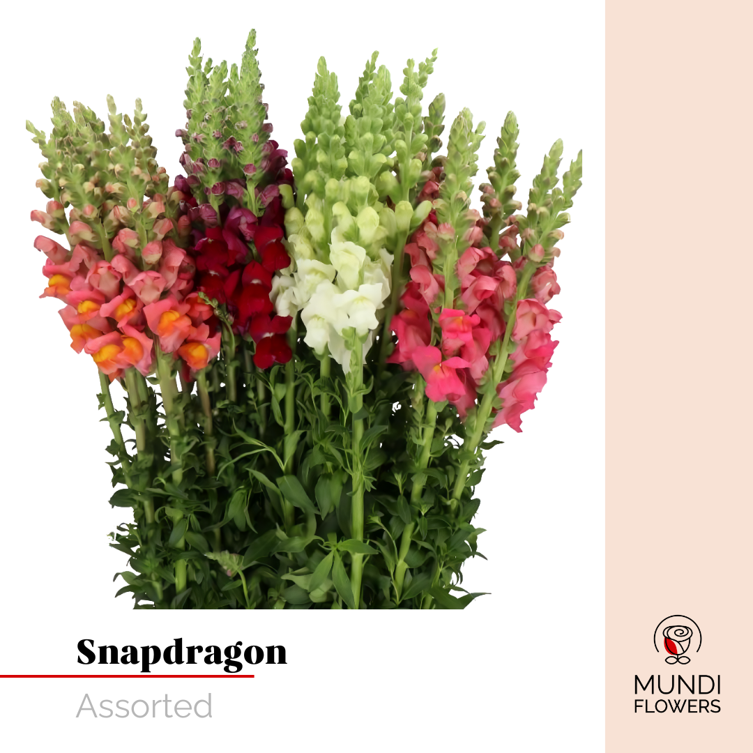 Snapdragon