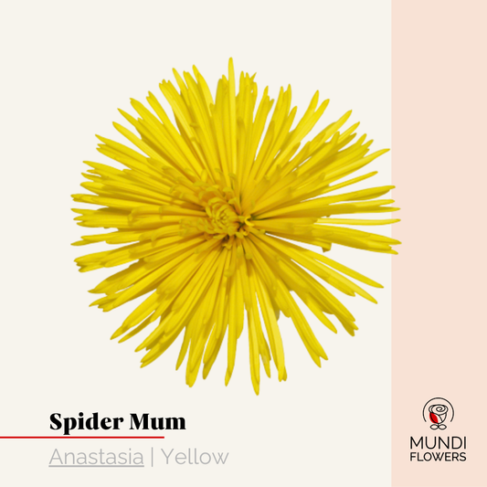 Spider Mum