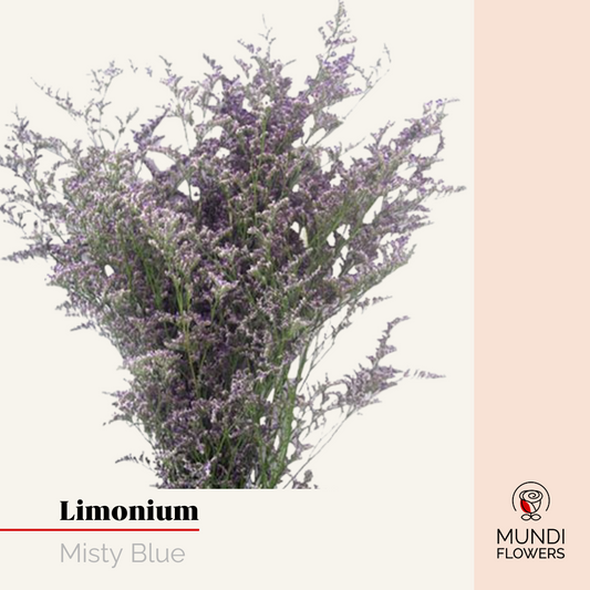 Limonium