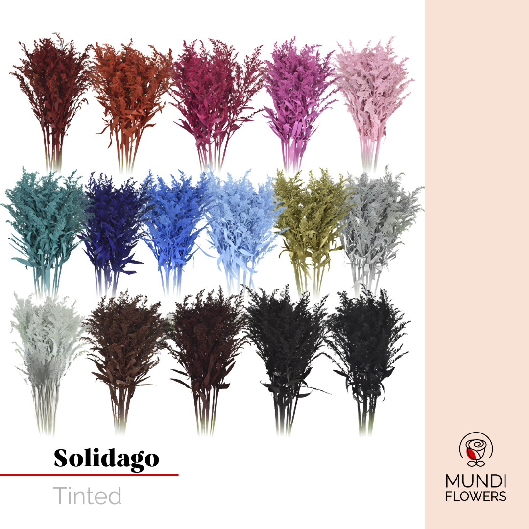 Solidago