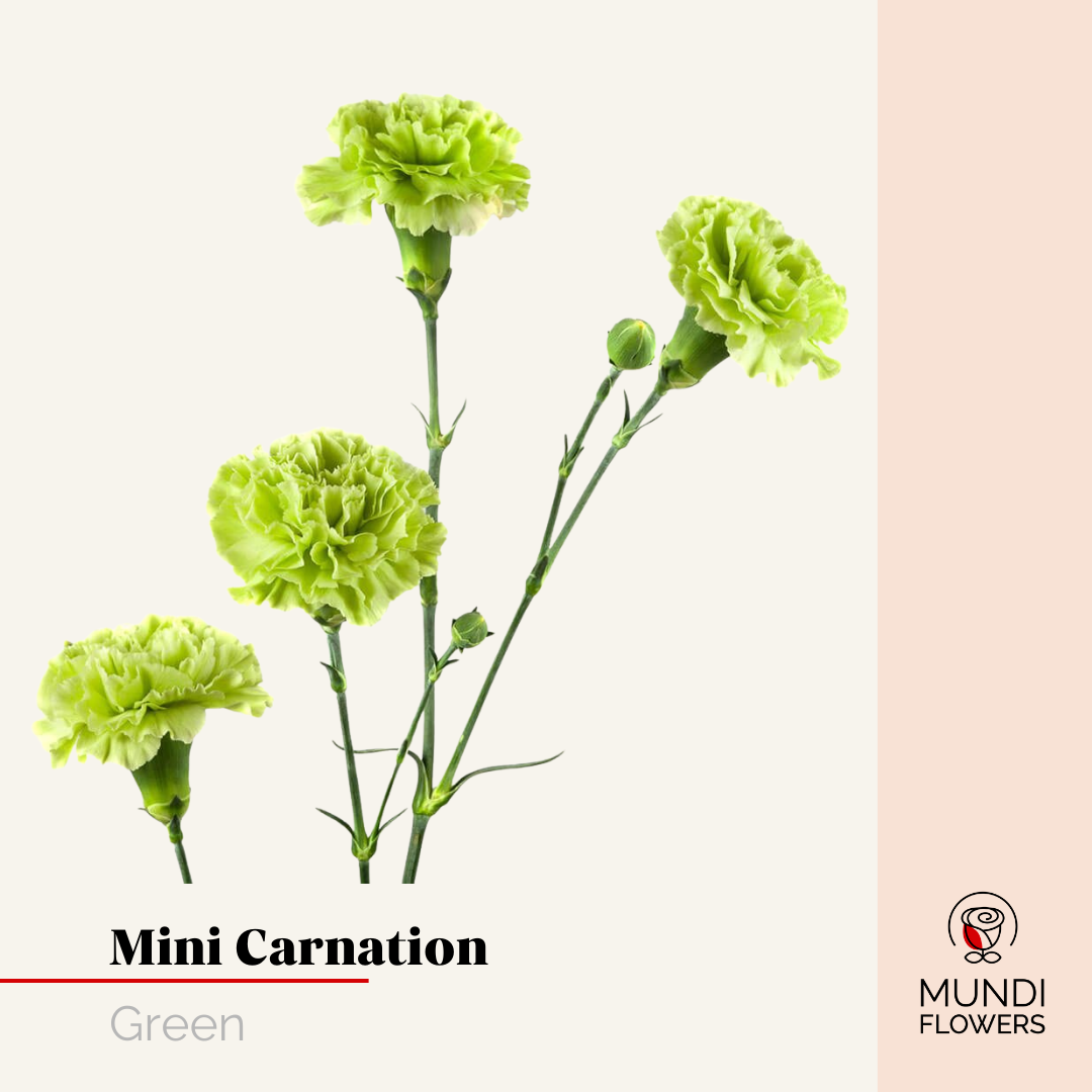 Minicarnations