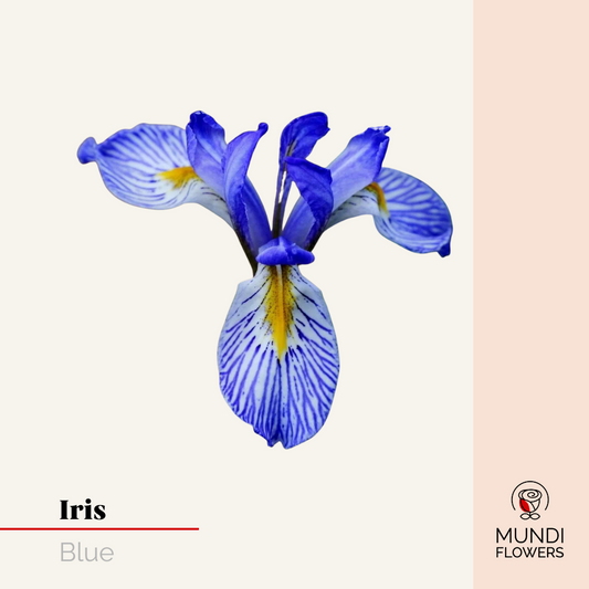 Iris