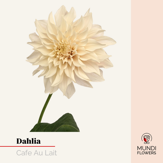 Dahlia