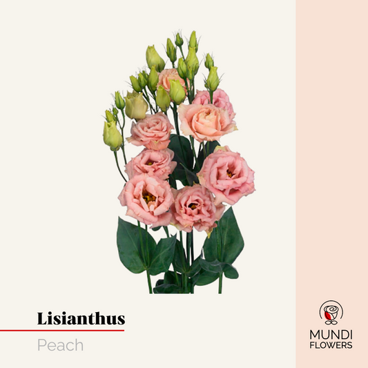 Lisianthus