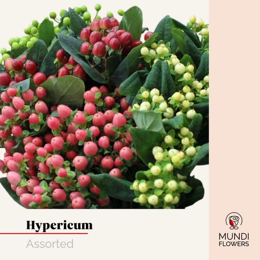 Hypericum