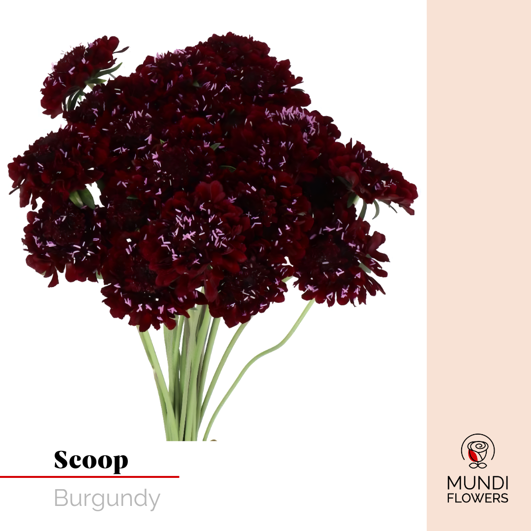 Scoops