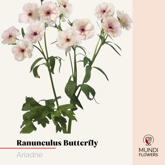 Ranunculus  Butterfly