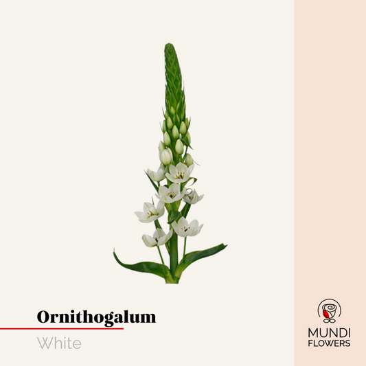 Ornithogalum
